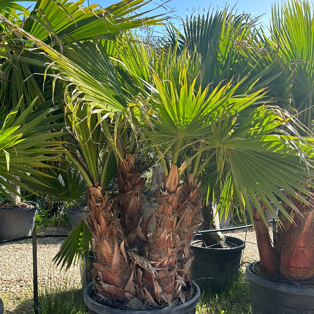 Groupe de washingtonia robusta 4 tronc