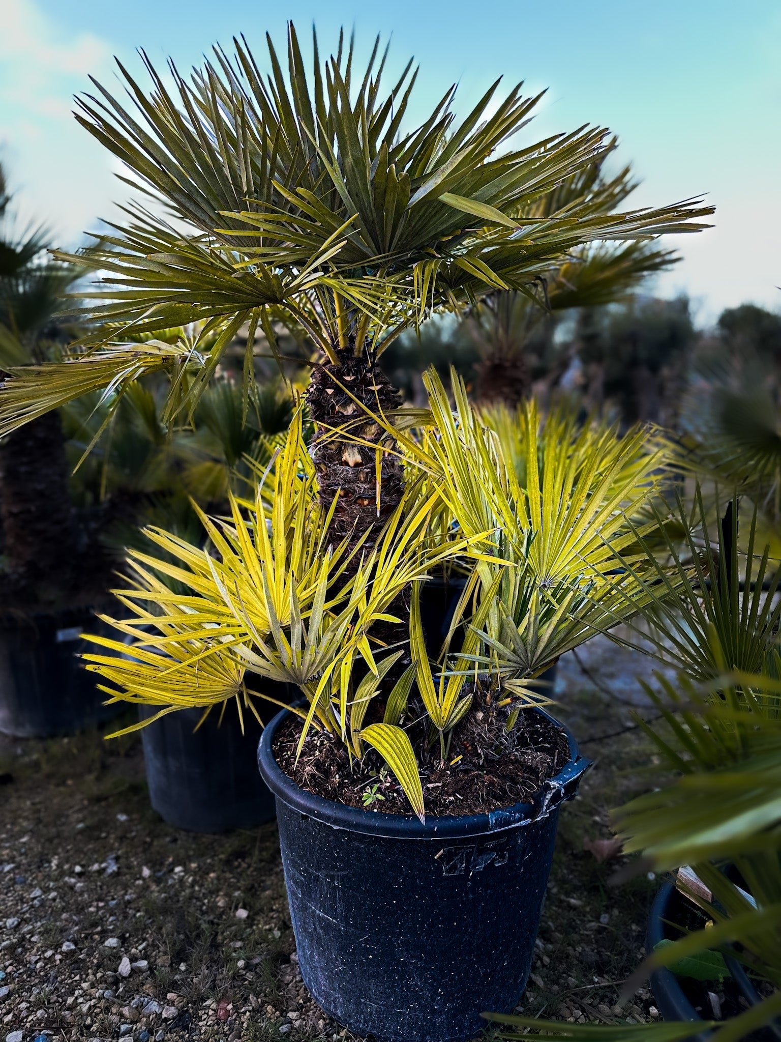 Palmier chameorops humilis 2 tronc