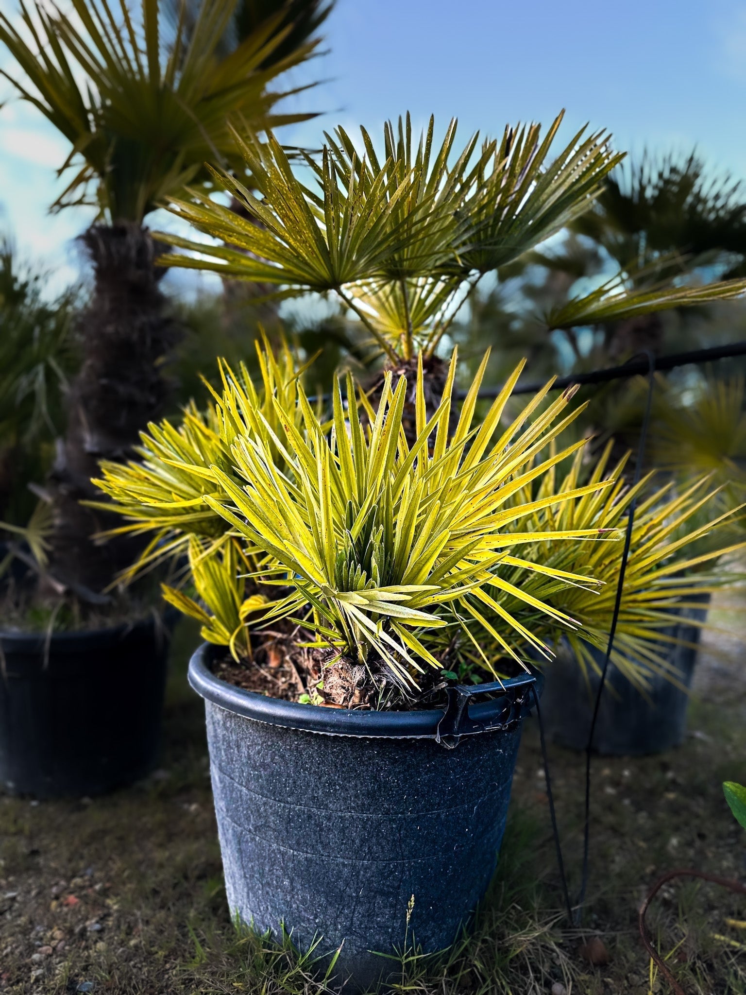 Palmier chameorops humilis 2 tronc