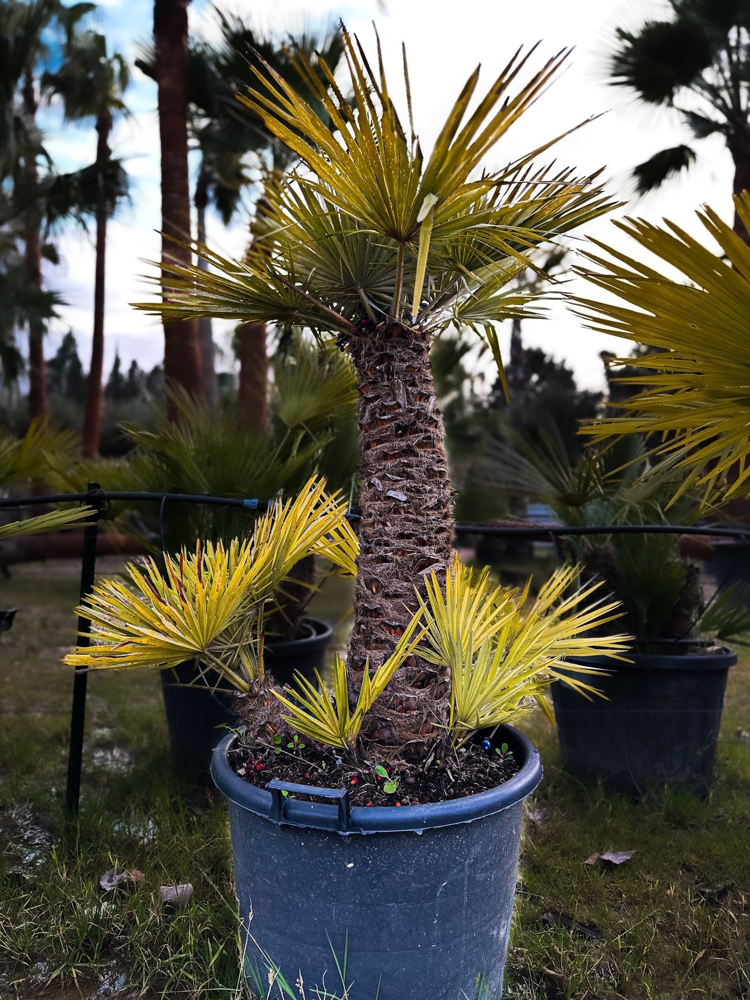 Palmier chameorops humilis 2 troncs