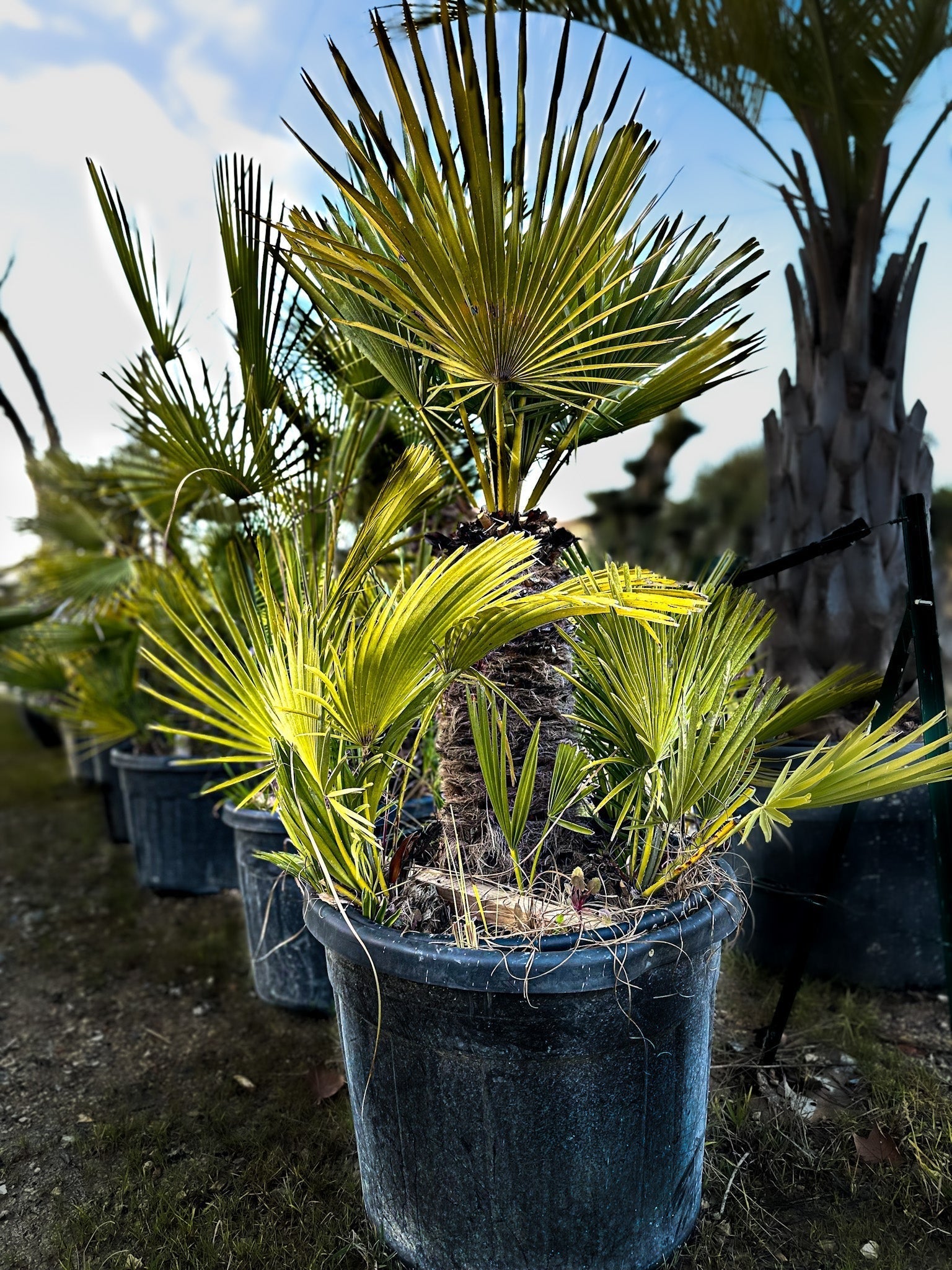 Palmier chameorops humilis 2 troncs