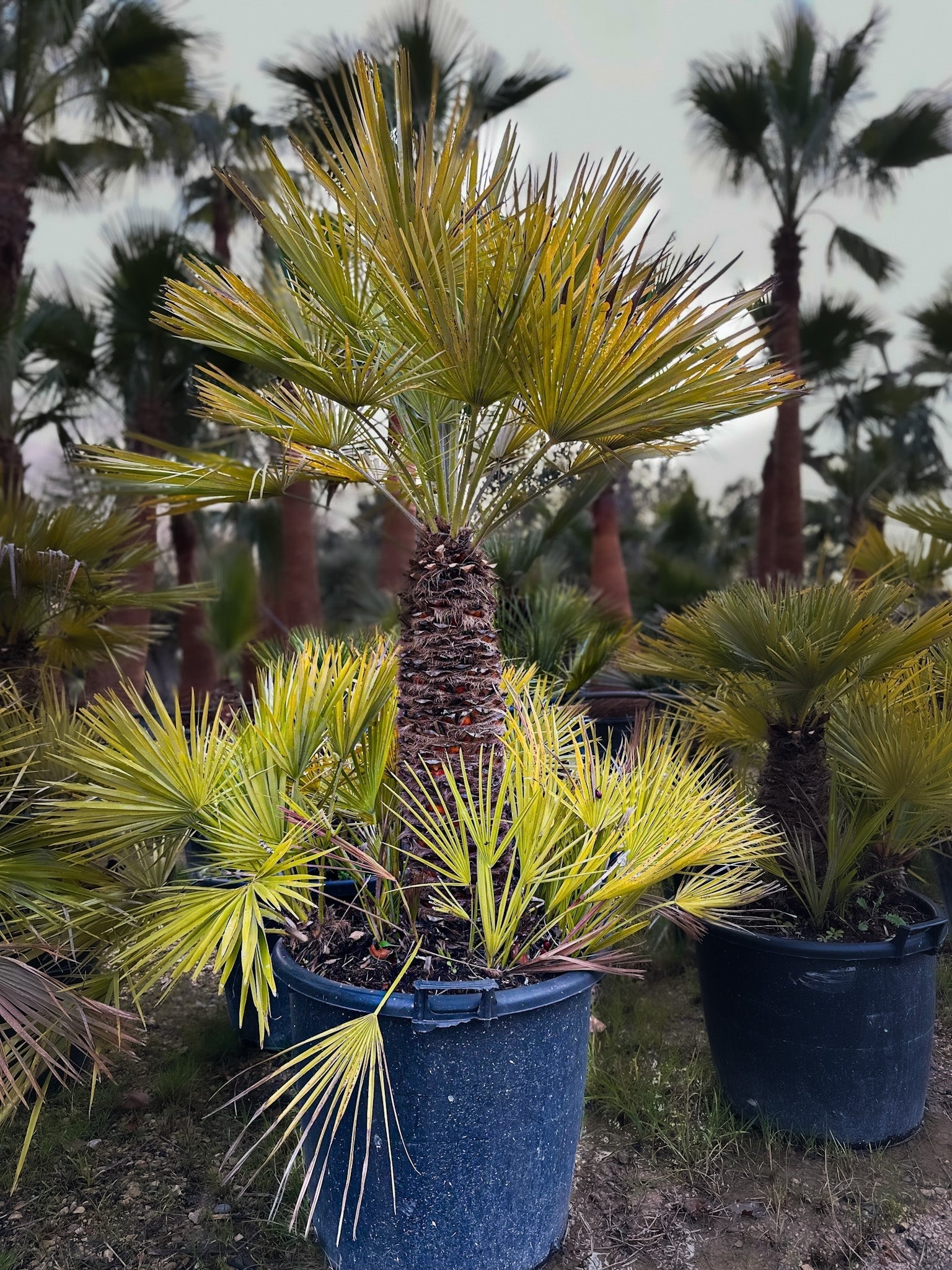 Palmier Chameorops humilis 2 troncs