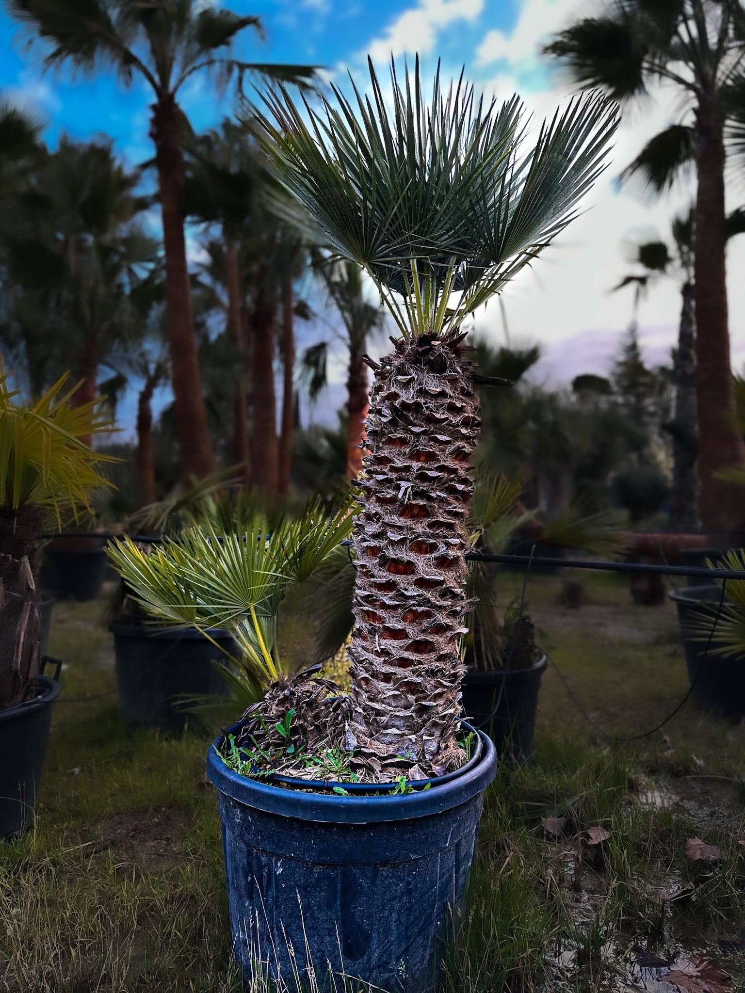 Palmier chameorops humilis 2 troncs