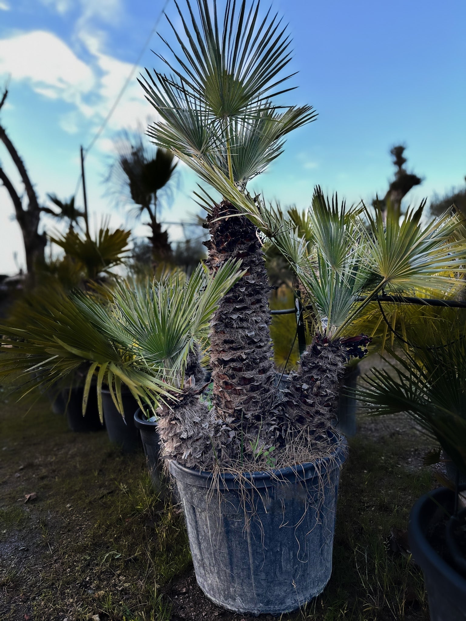 Palmier chameorops humilis 3 tronc