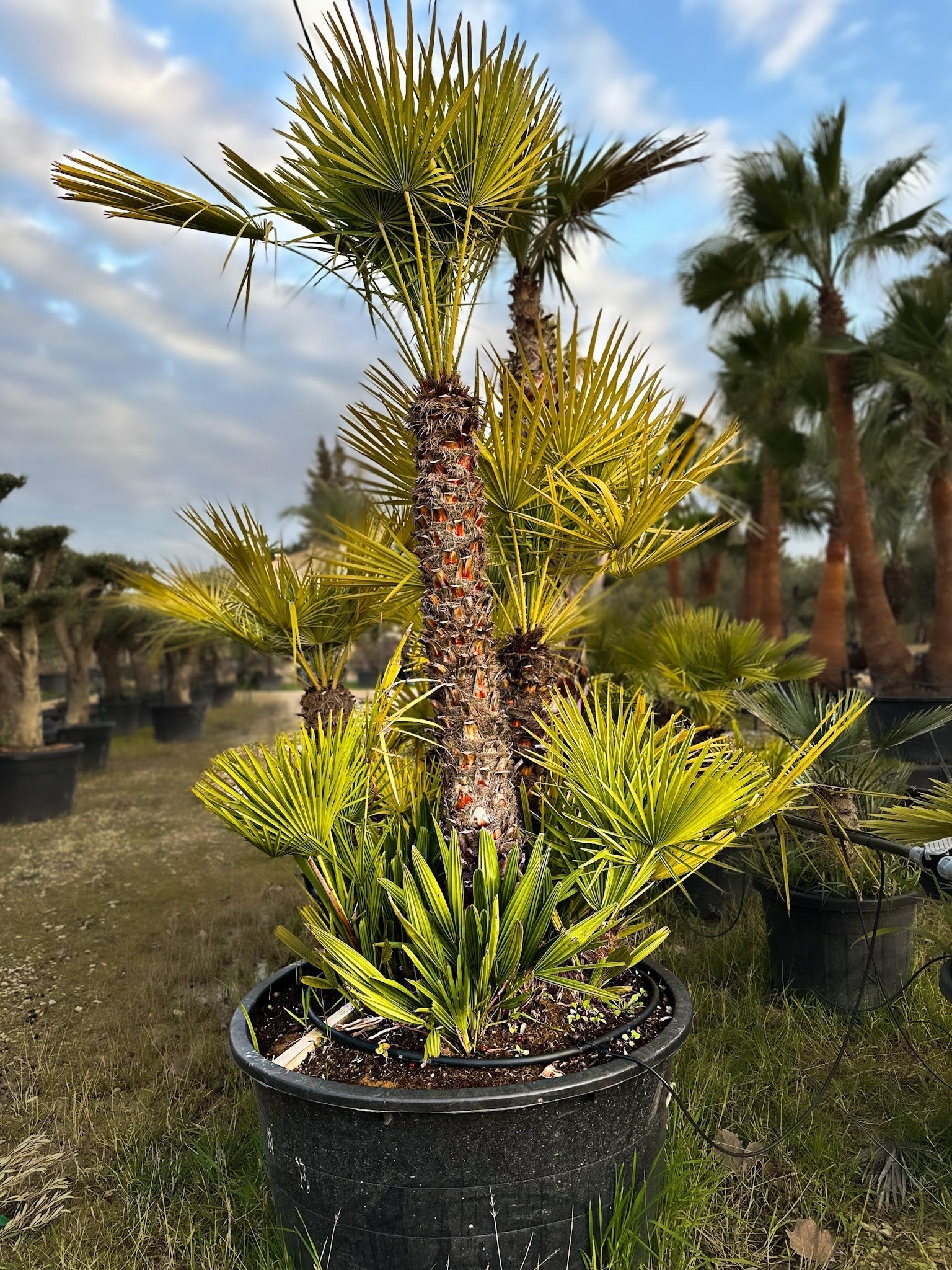 Palmier chameorops humilis 4 tronc 1M50