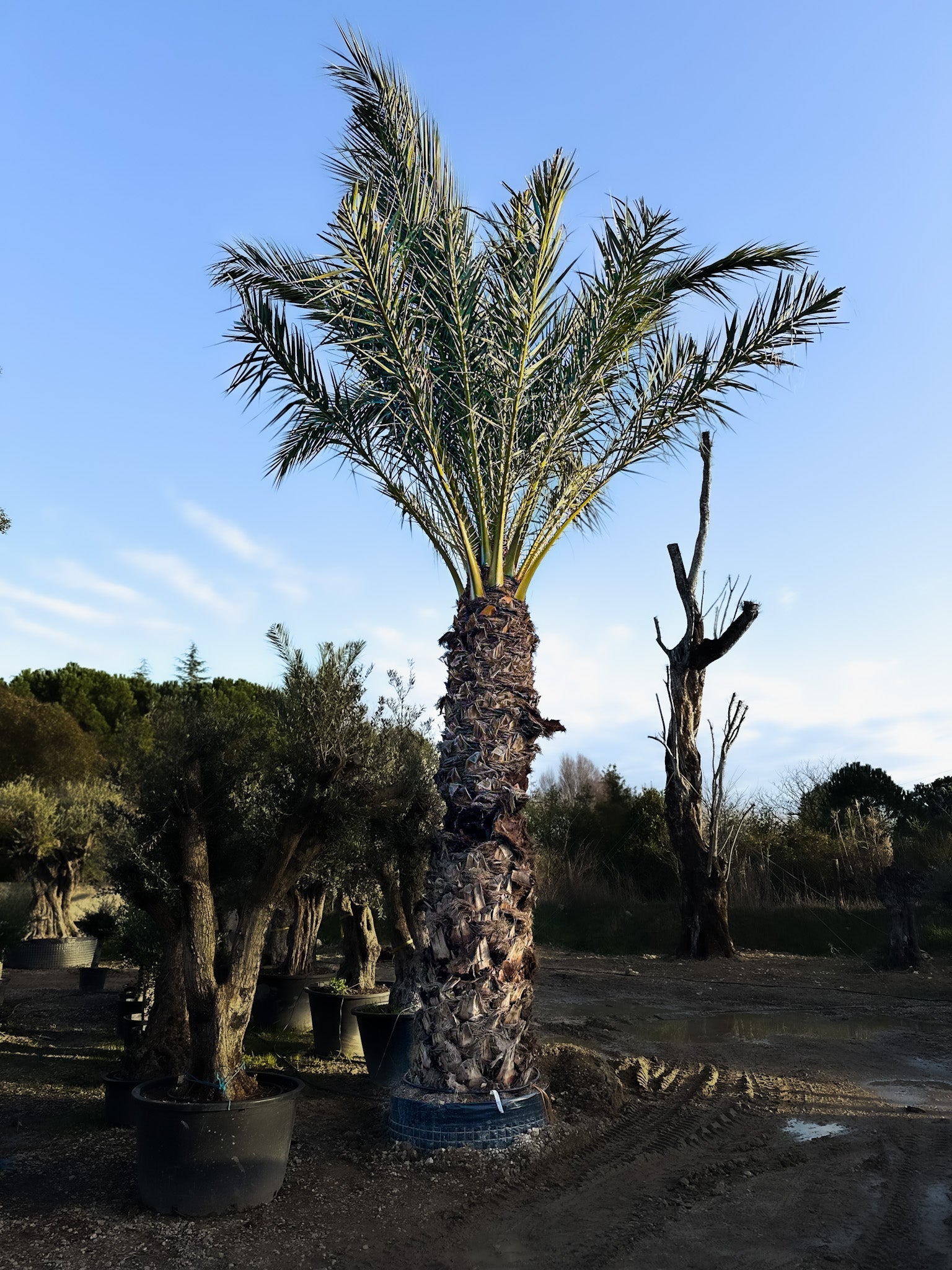 Palmier Phoenix Dactylifera tronc simple