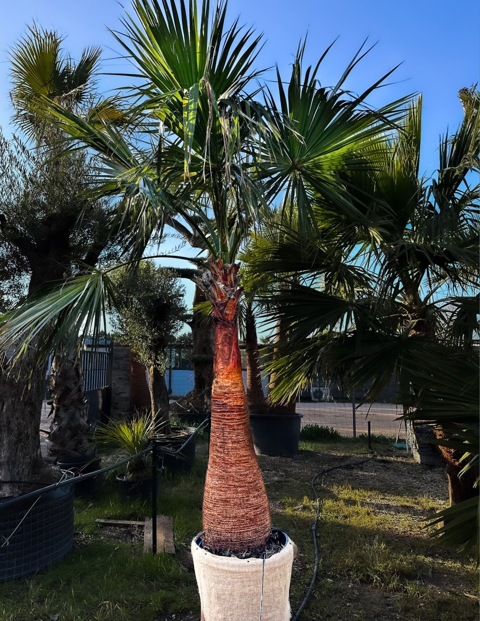 Palmier Washingtonia Robusta