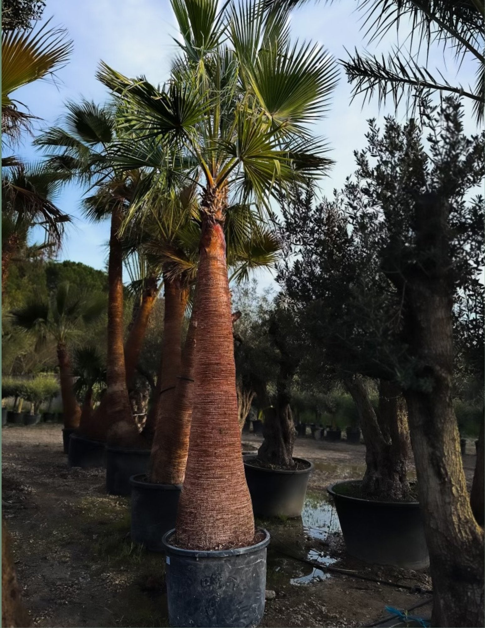 Palmier washingtonia robusta écorcé 4m