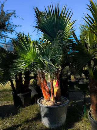 Palmier washingtonia robusta écorcé 5troncs