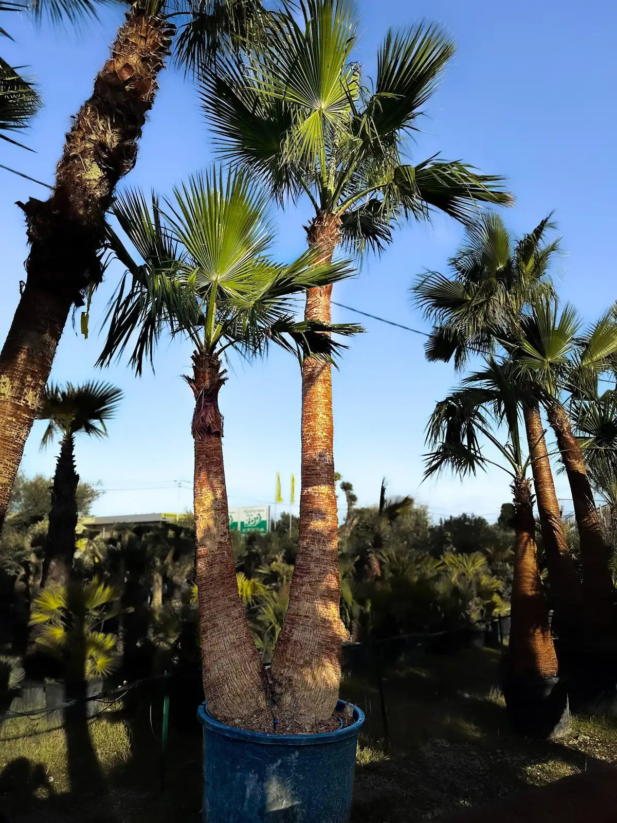 Palmier Washingtonia Robusta écorcé double troncs 5m