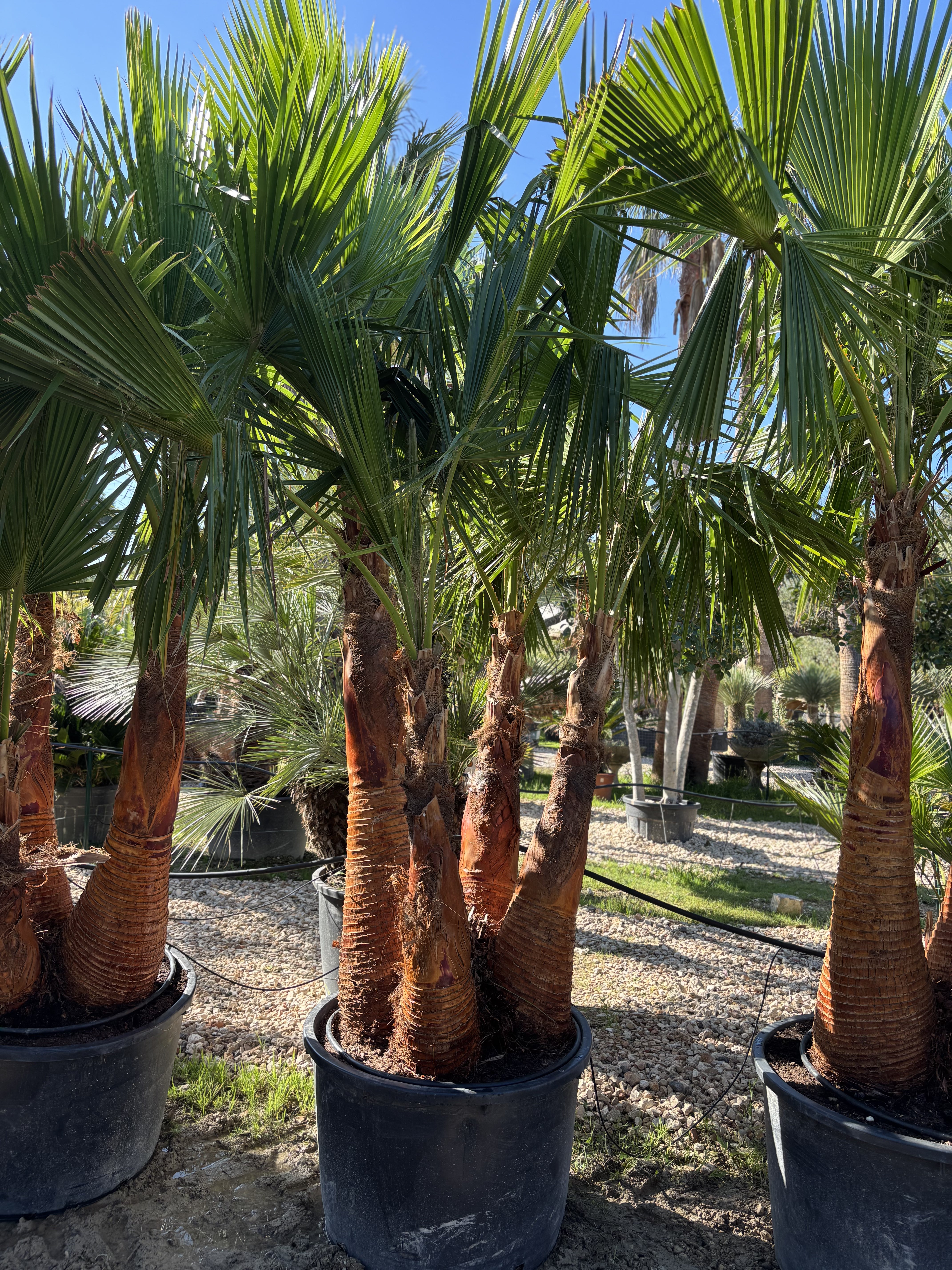 Palmier Washingtonia Robusta 4 Troncs