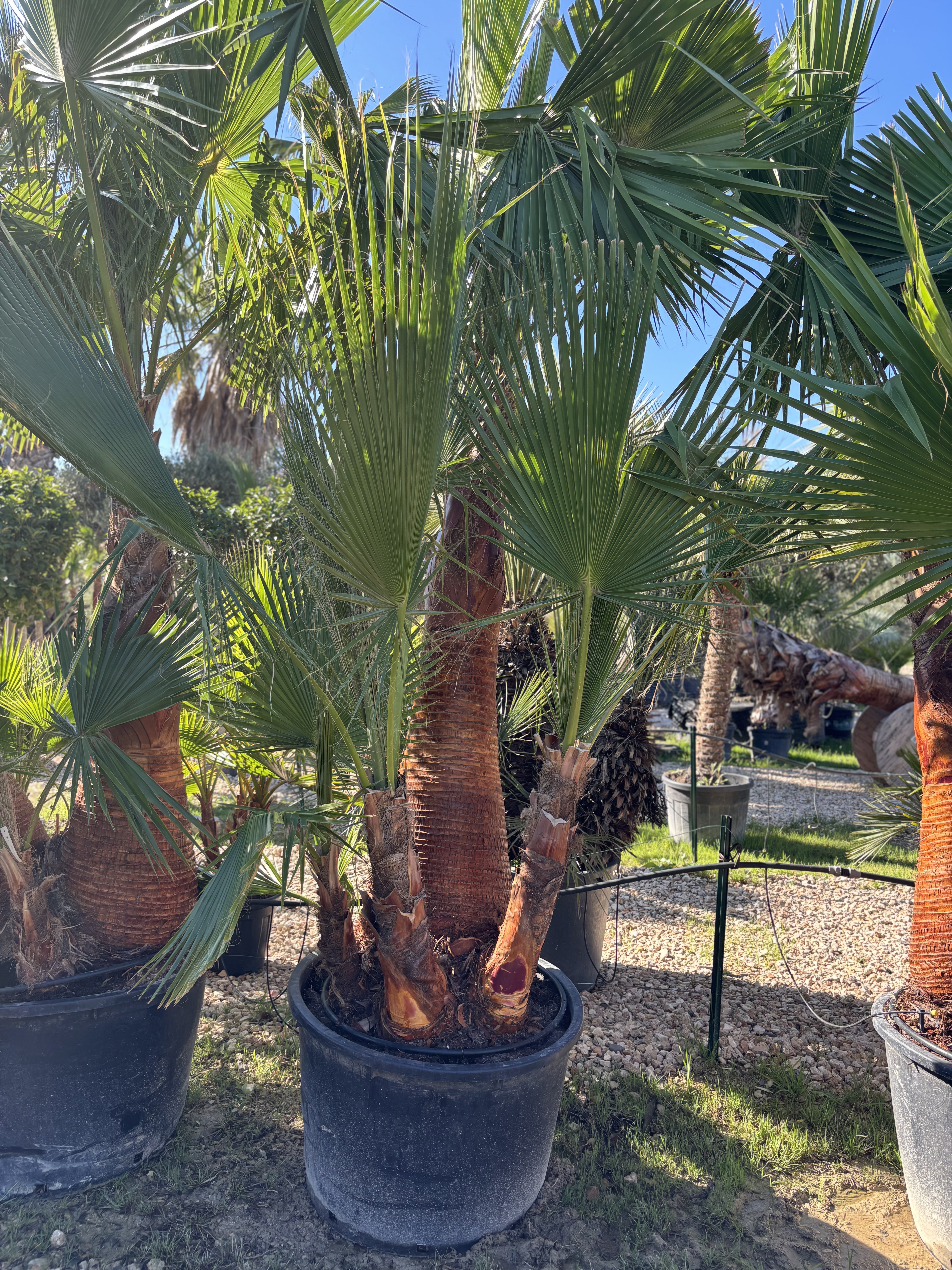 Palmier Washingtonia Robusta 4 Troncs