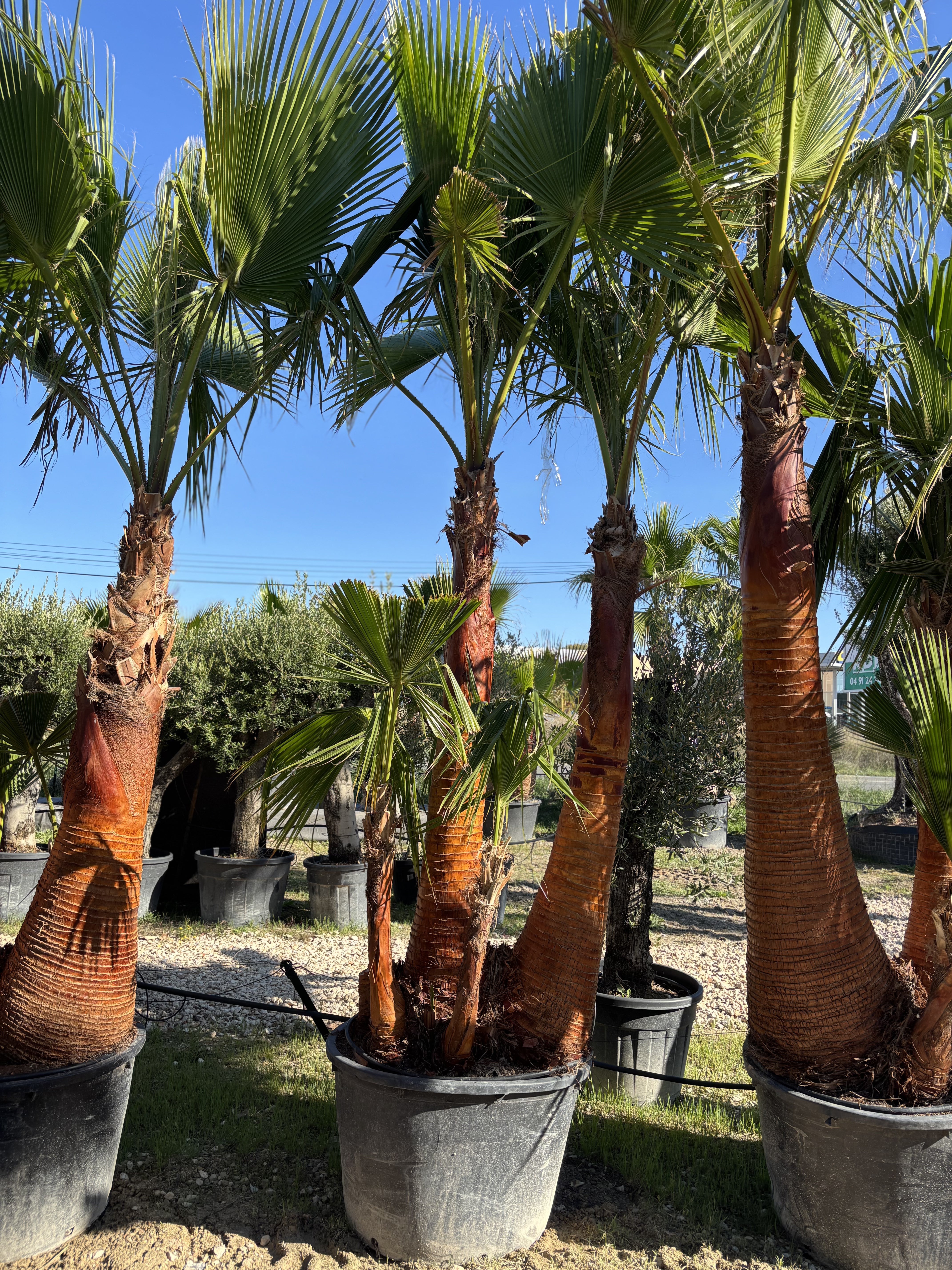 Palmier Washingtonia Robusta 5 tronc écorcé