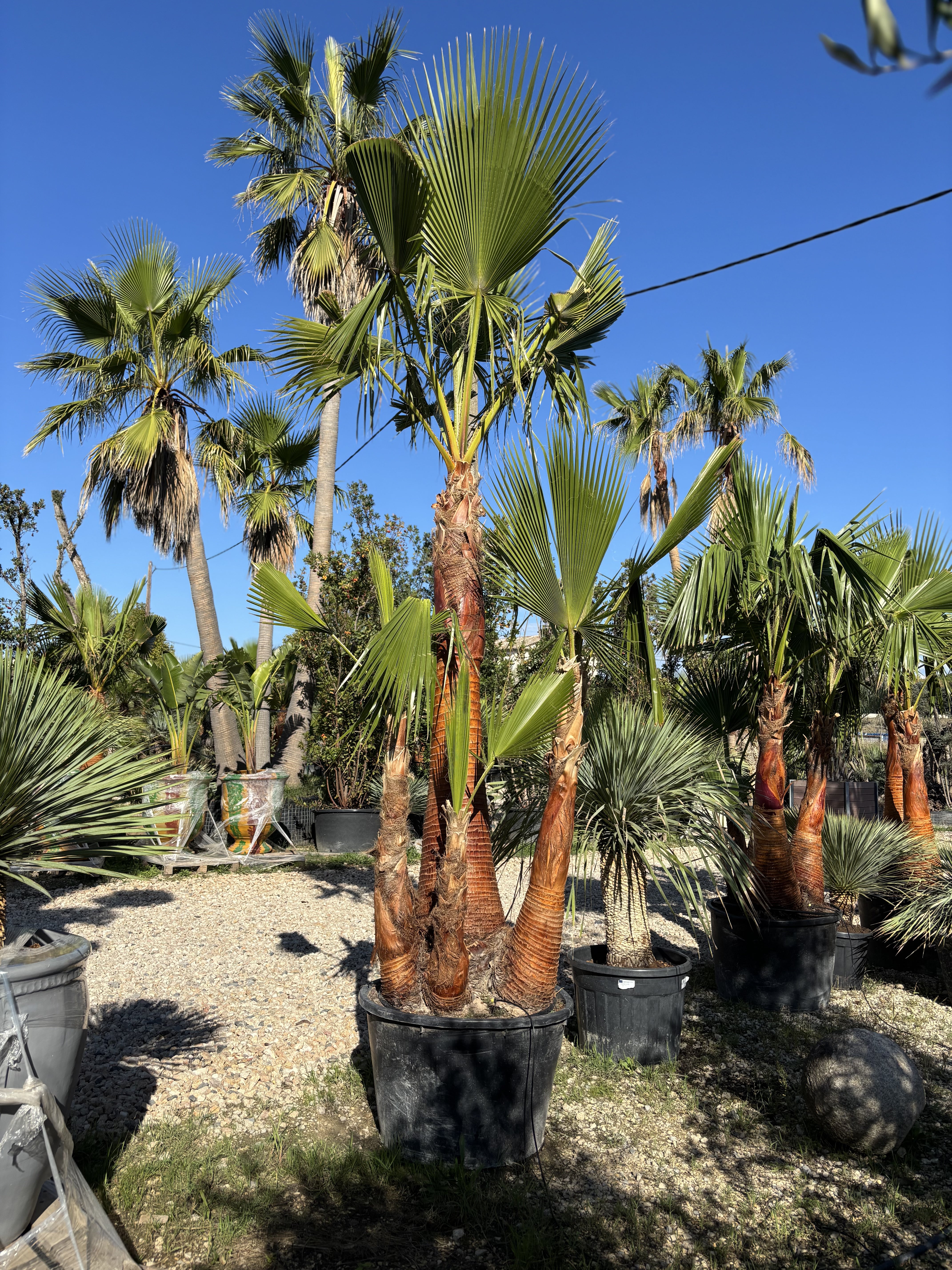 Palmier Washingtonia Robusta 4 troncs écorcés