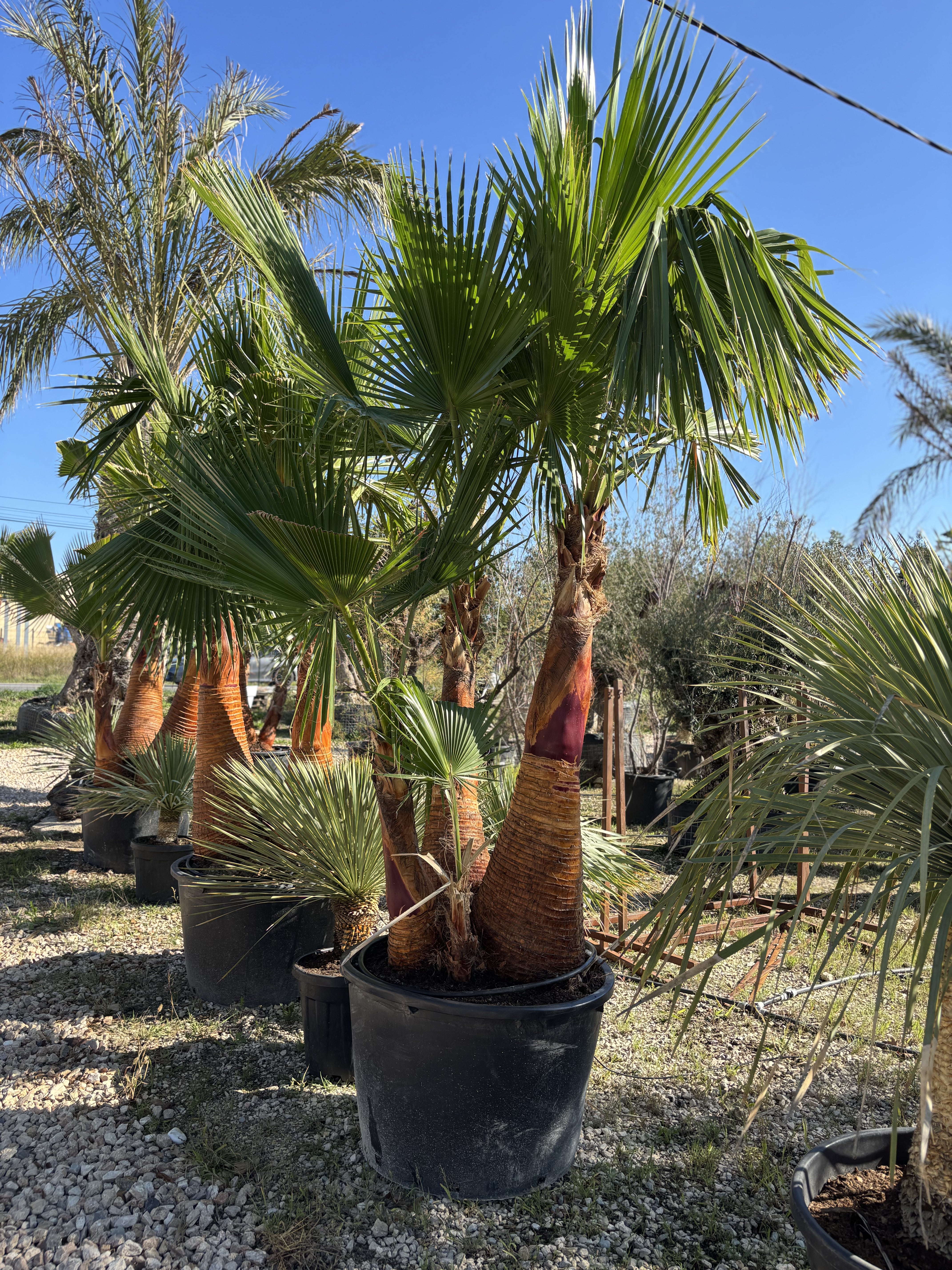 Palmier Washingtonia Robusta 4 troncs écorcés