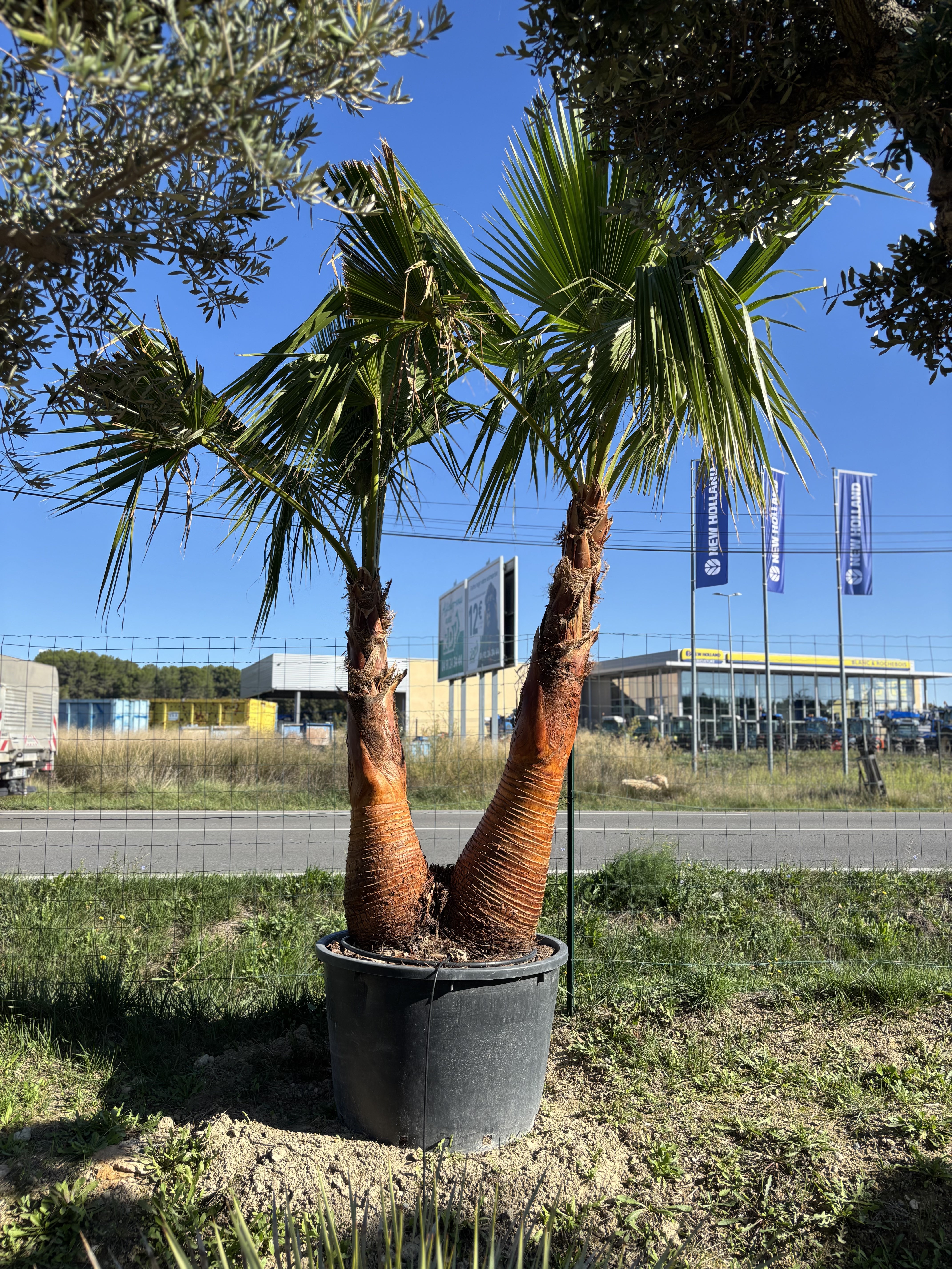 Palmier Washingtonia Robusta Double troncs