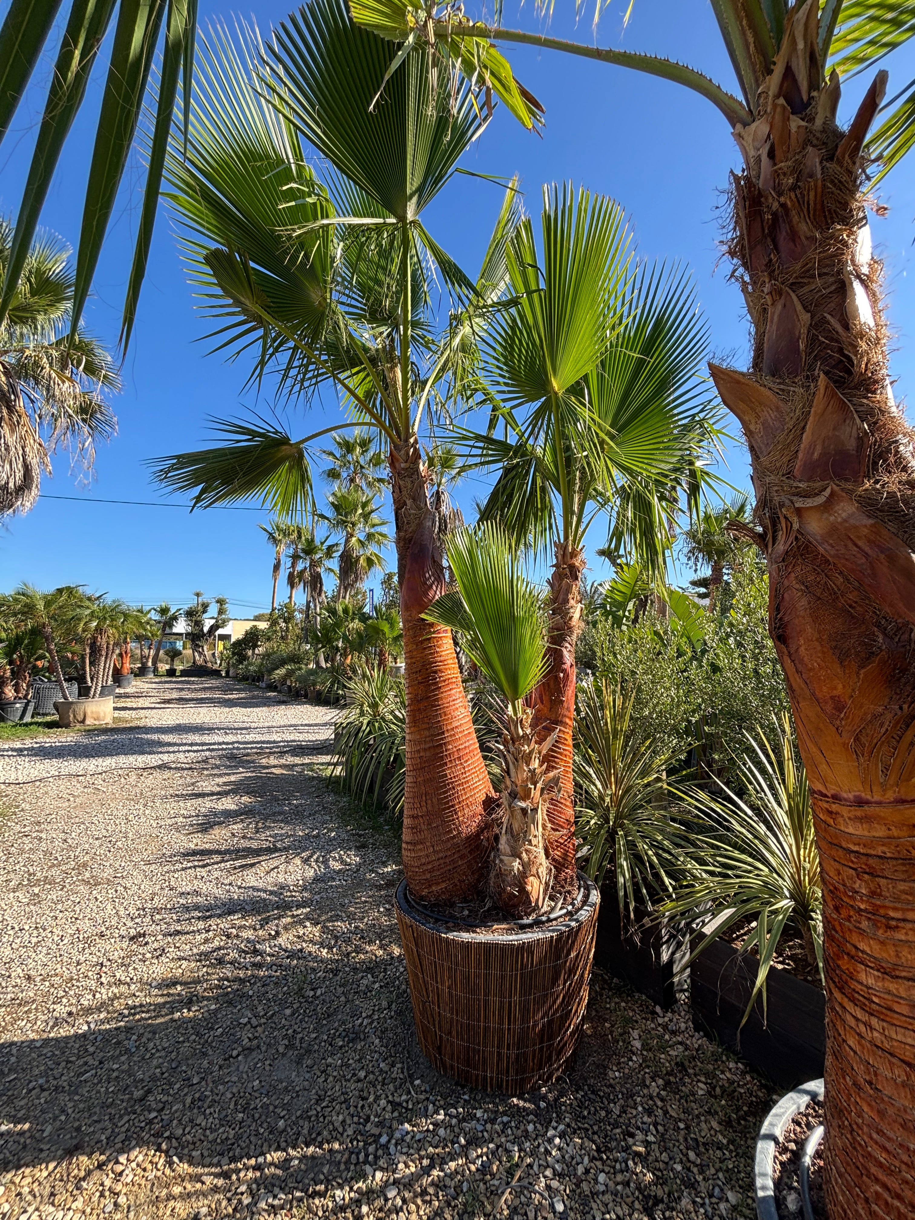 Palmier Washingtonia Robusta triple troncs