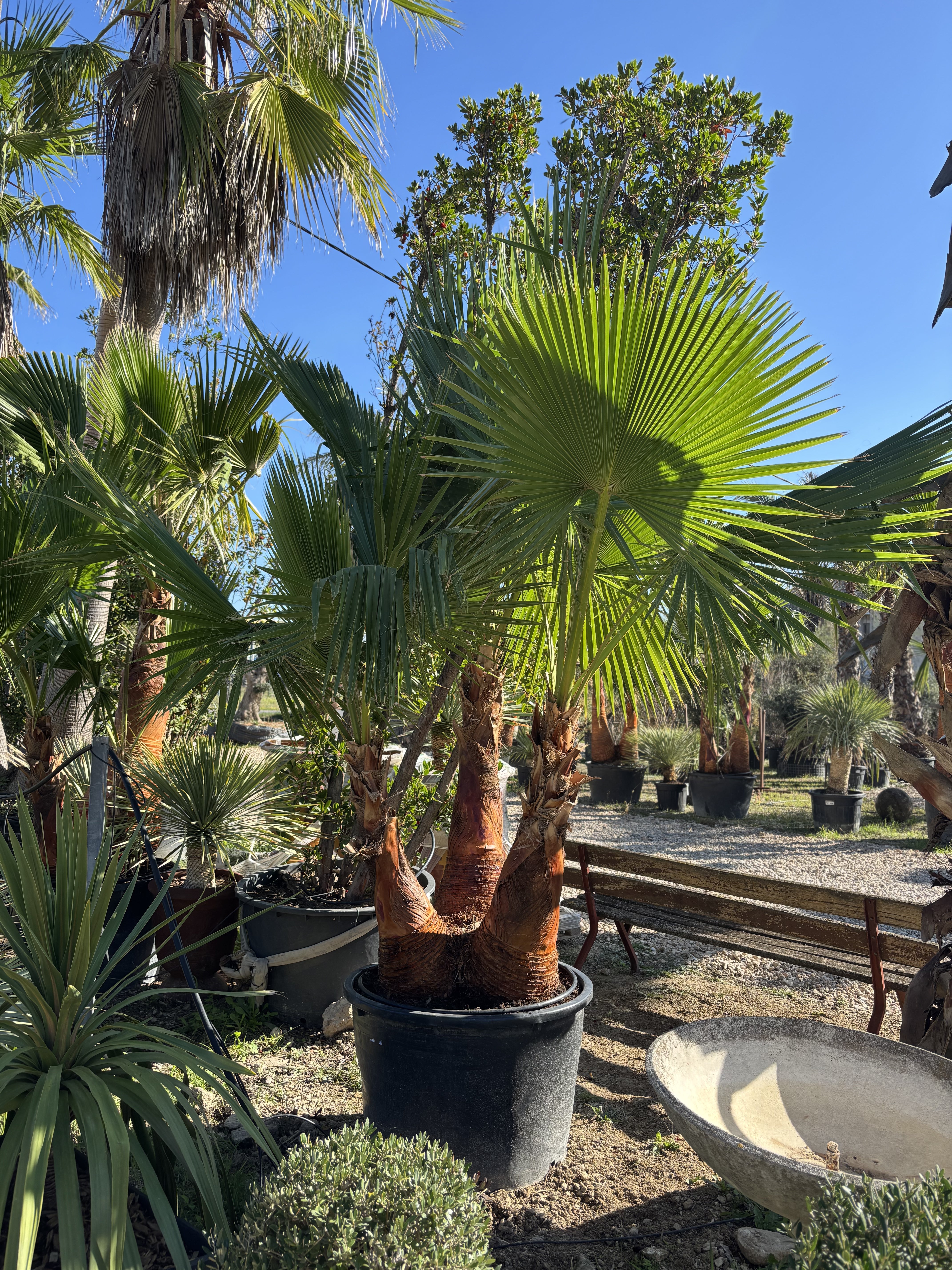 Palmier Washingtonia Robusta triple troncs