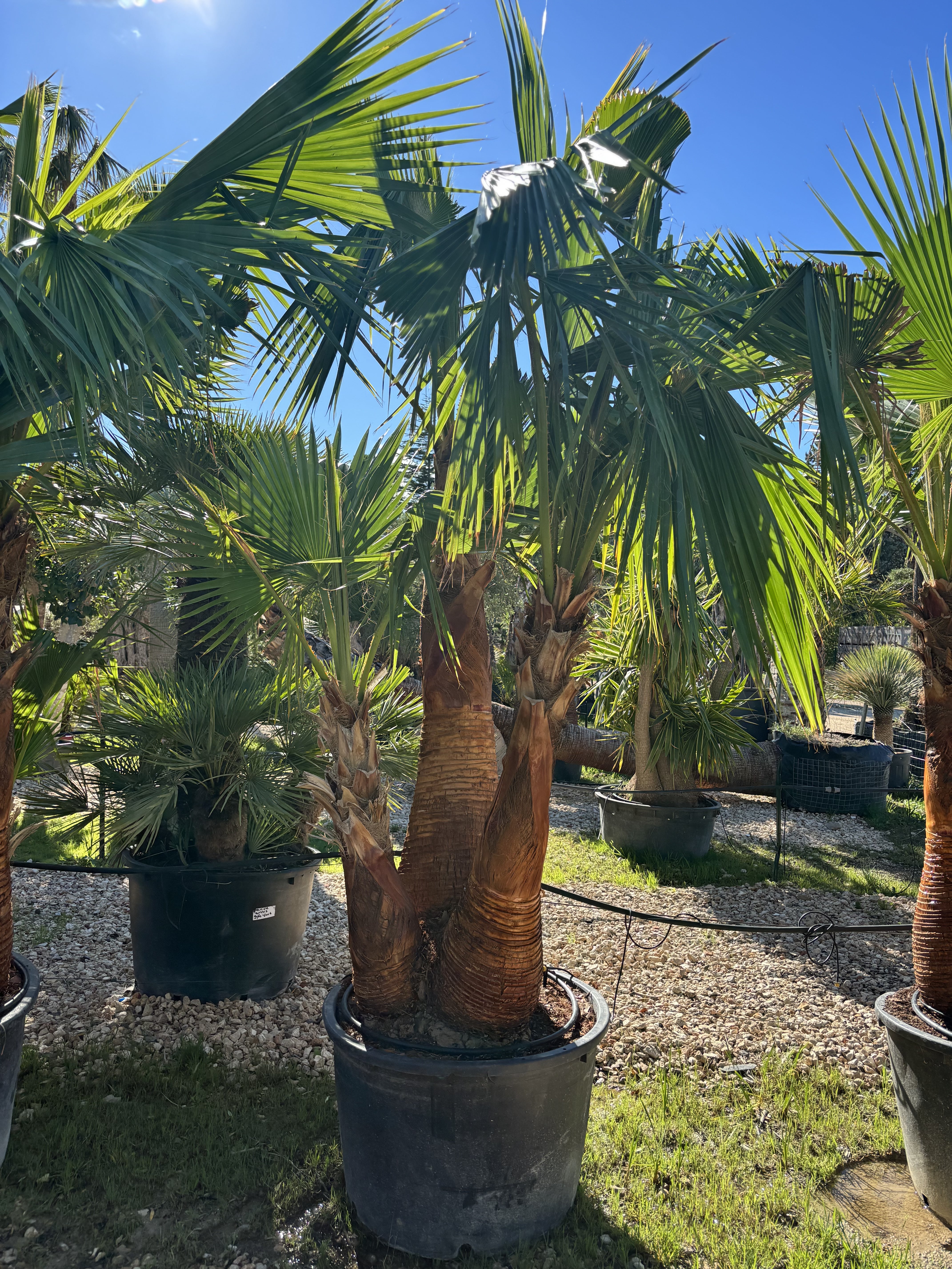 Palmier Washingtonia Robusta triple troncs