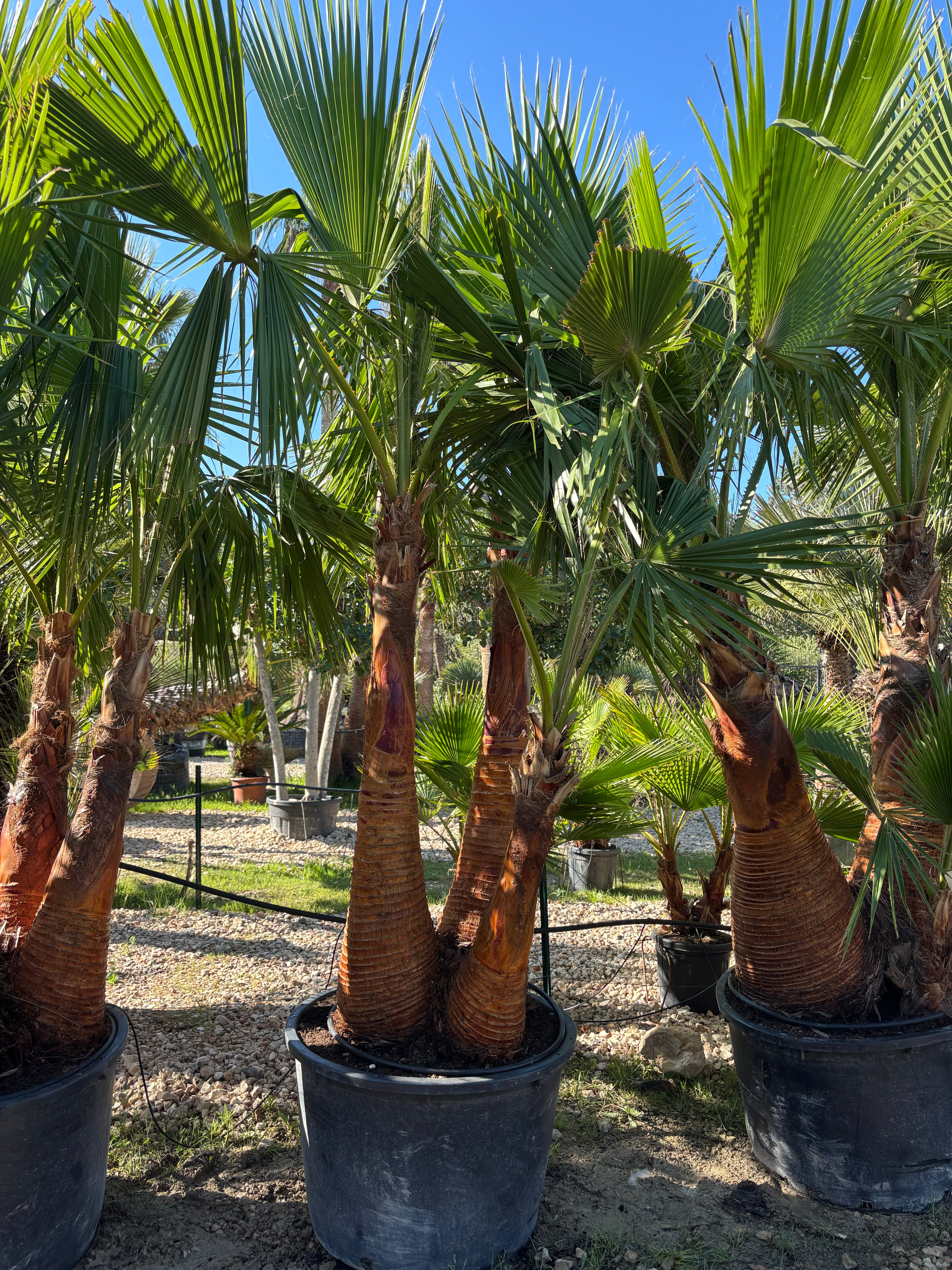 Palmier Washingtonia Robusta triple troncs