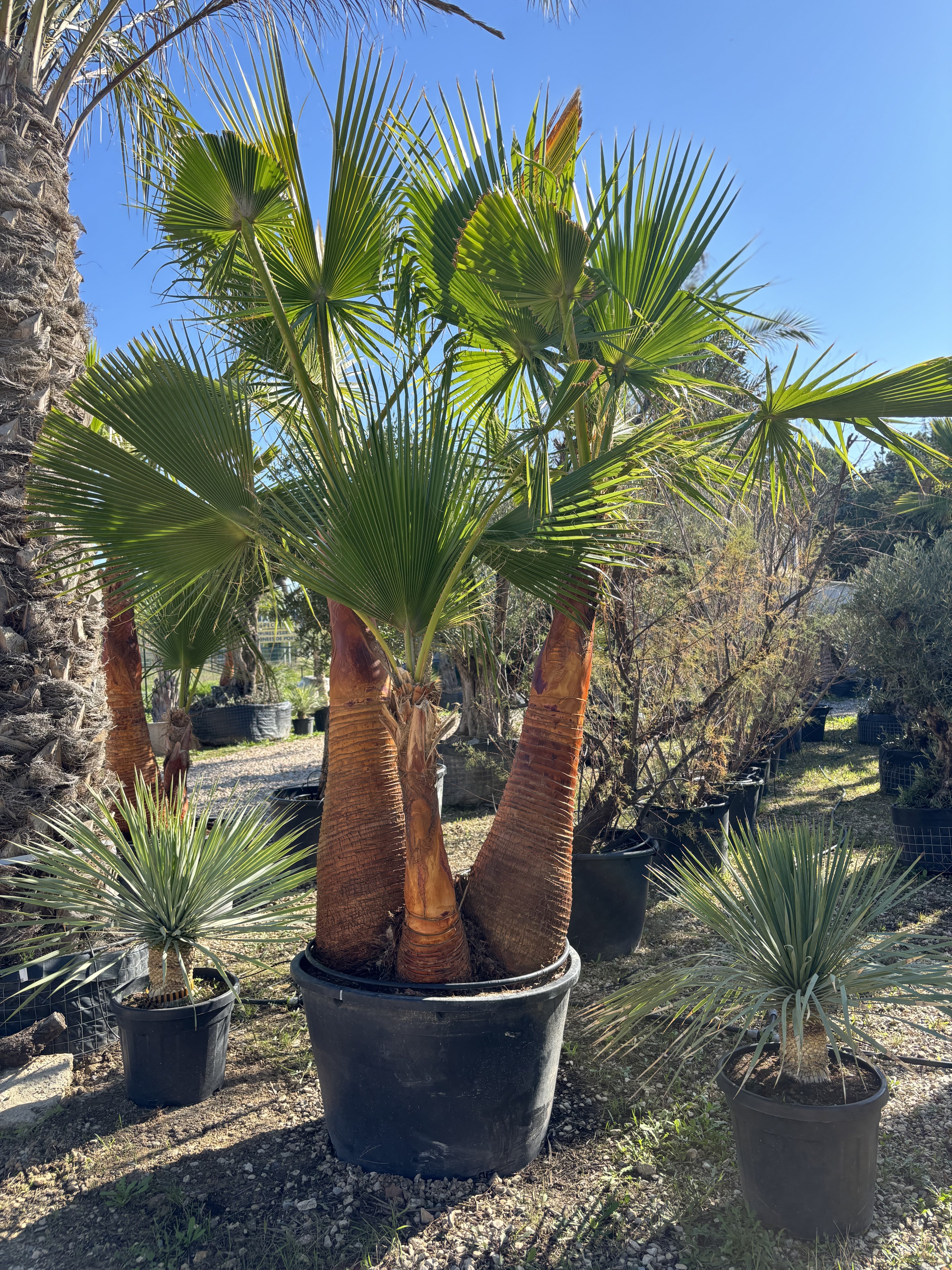 Palmier Washingtonia Robusta triple troncs