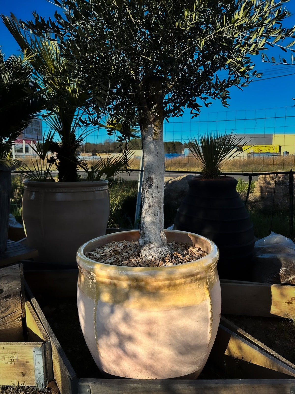 Pot Tera Amarilla Cordoue
