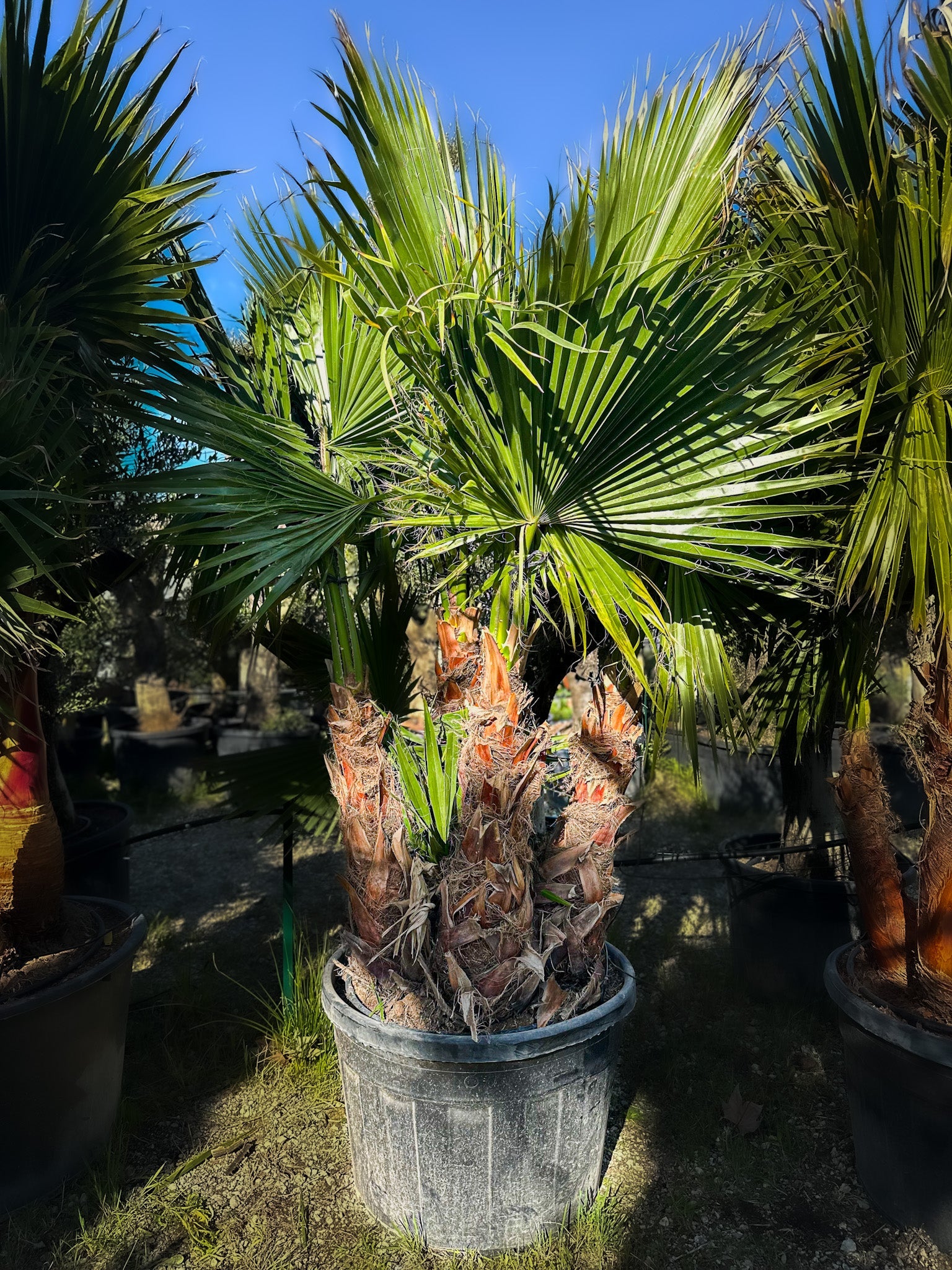 Washingtonia robusta non écorcé mutli-troncs