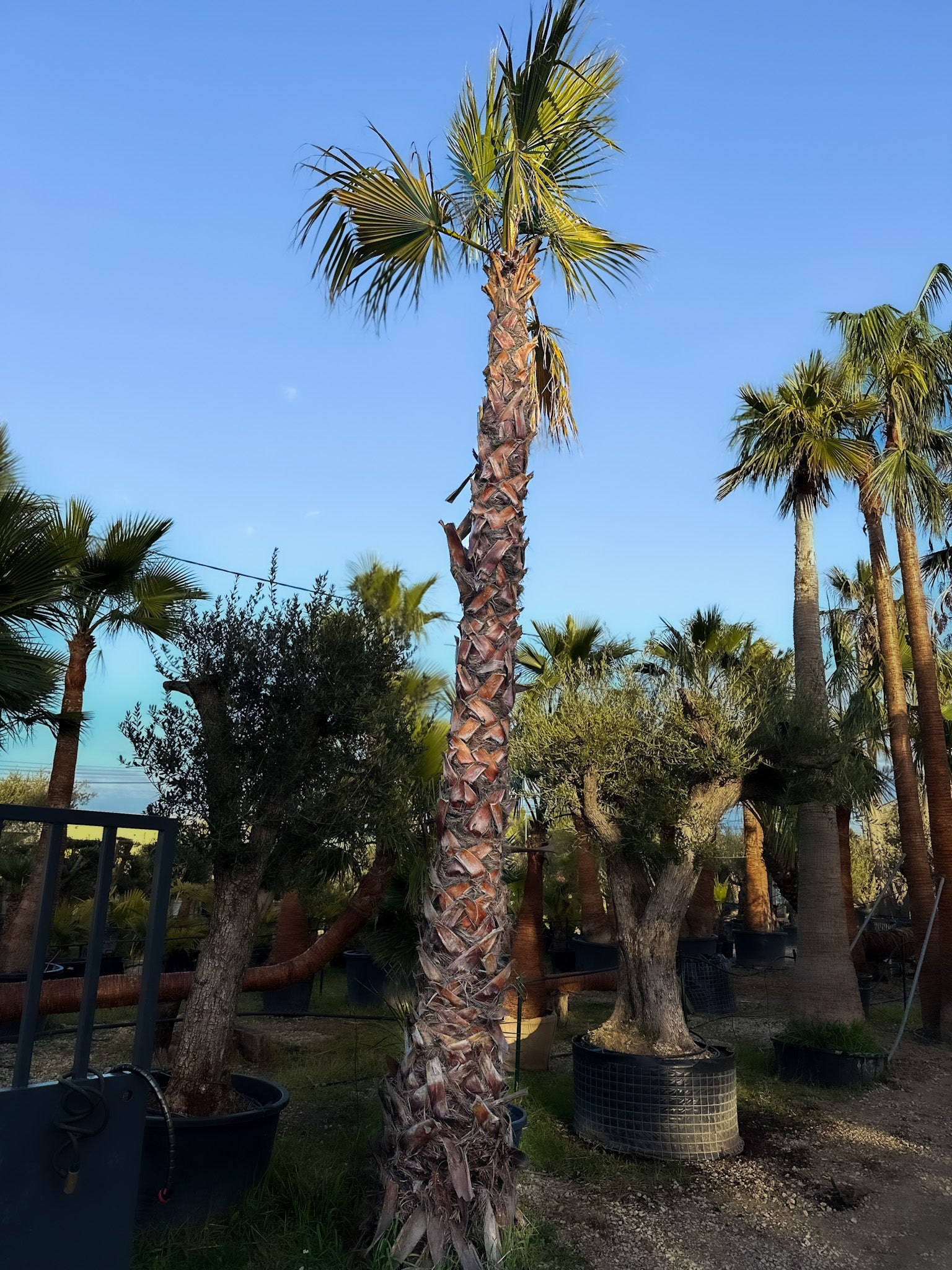 Washingtonia robusta non écorcé simple tronc