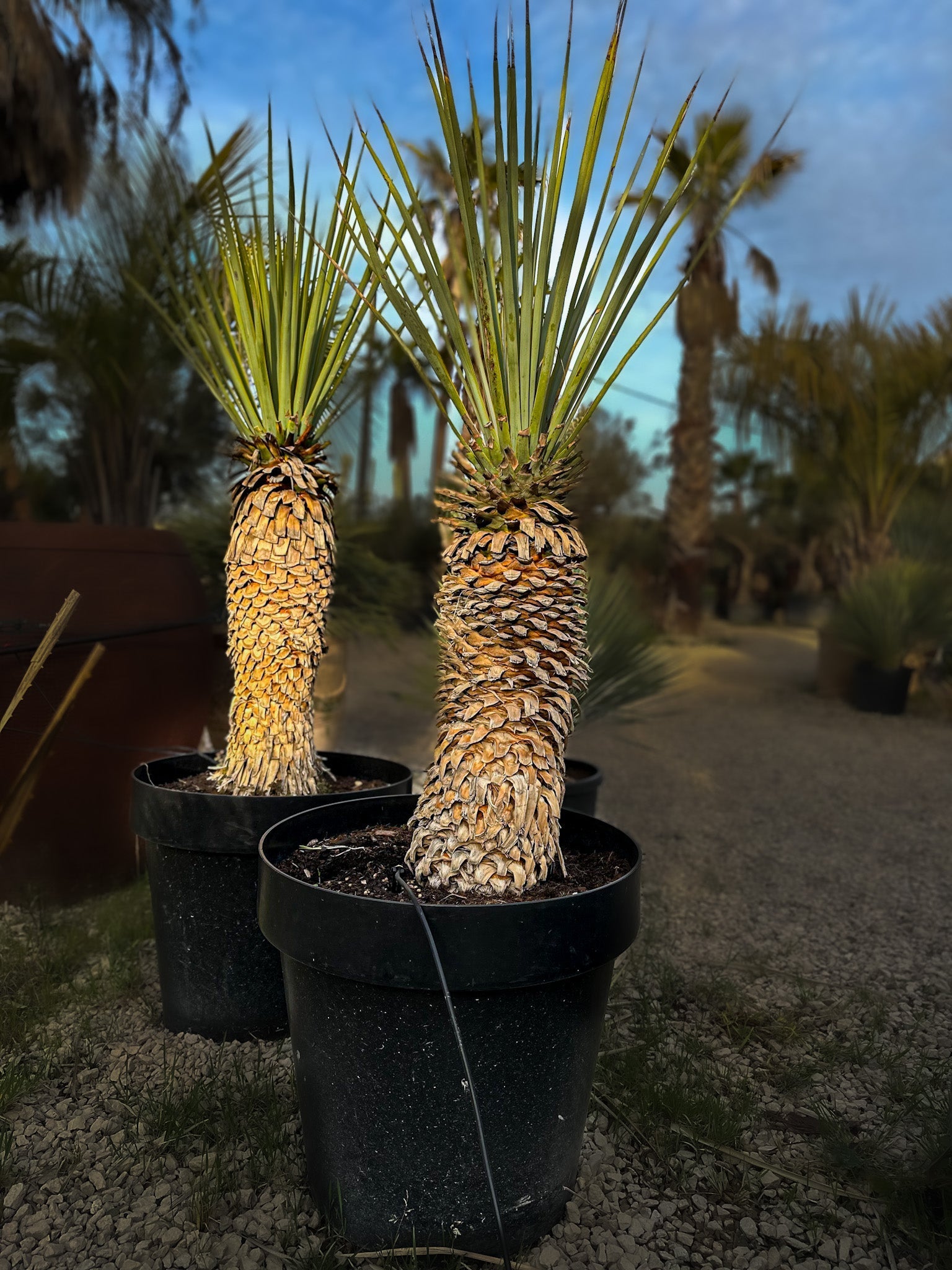 Yucca Rigida