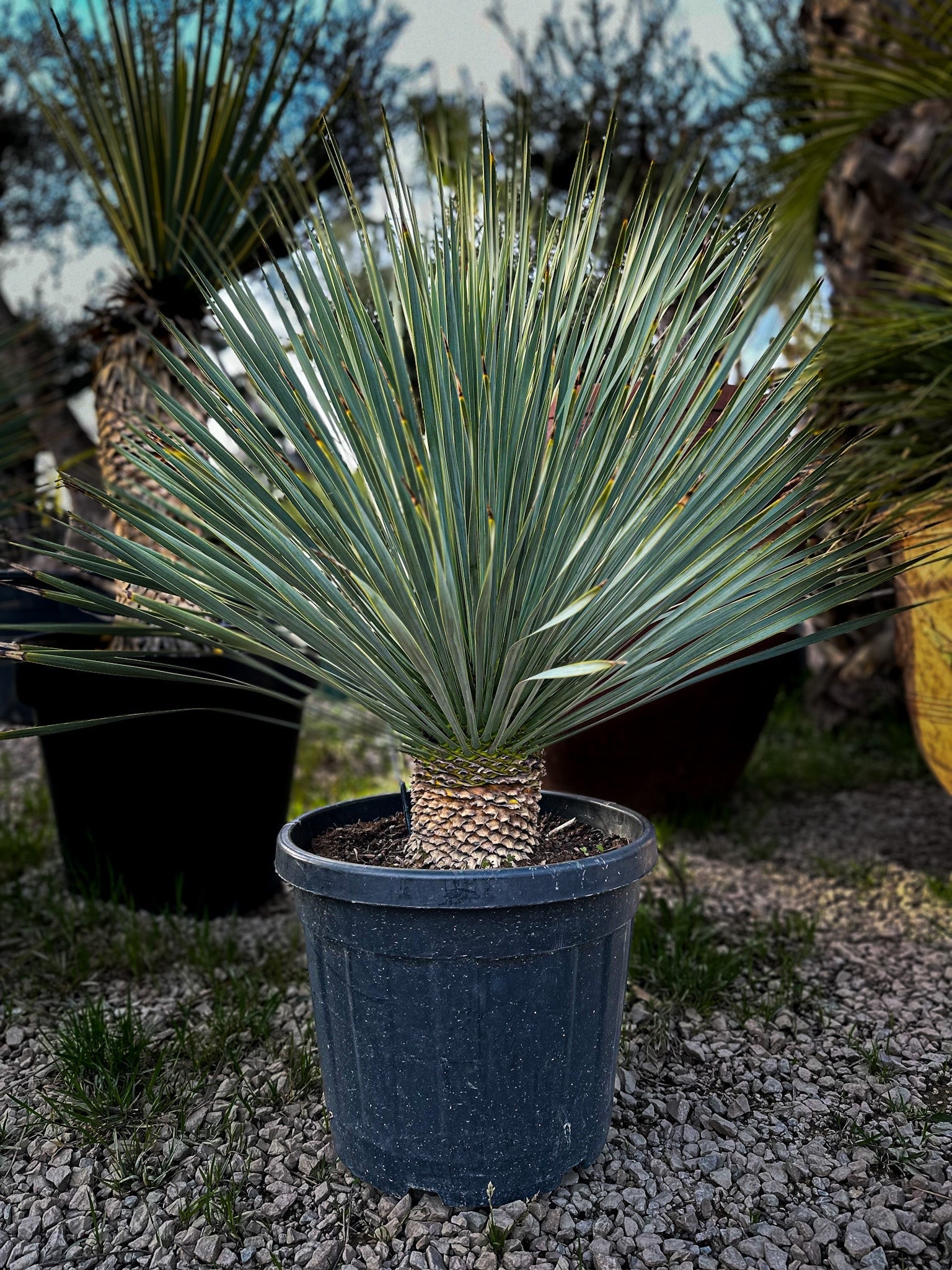 Yucca rostrata