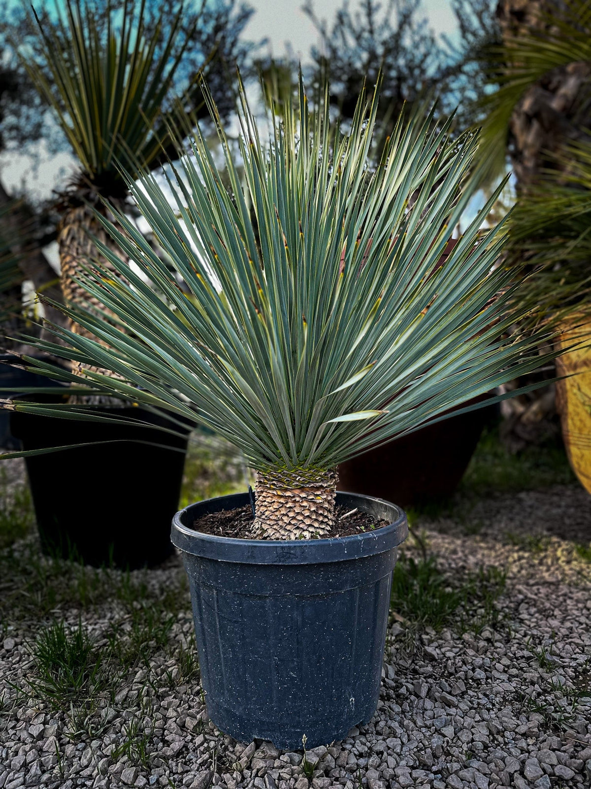 Yucca rostrata