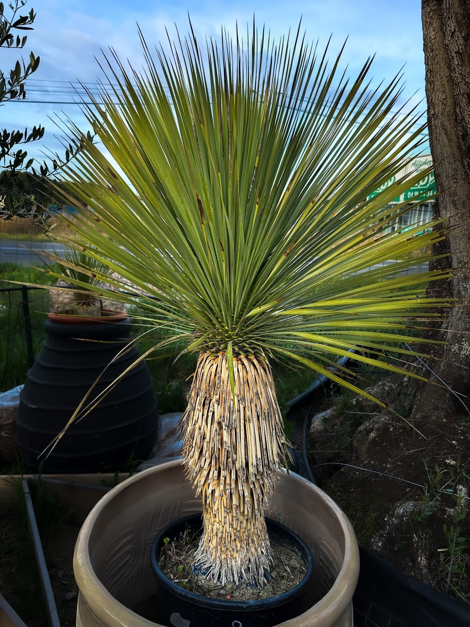 Yucca rostrata