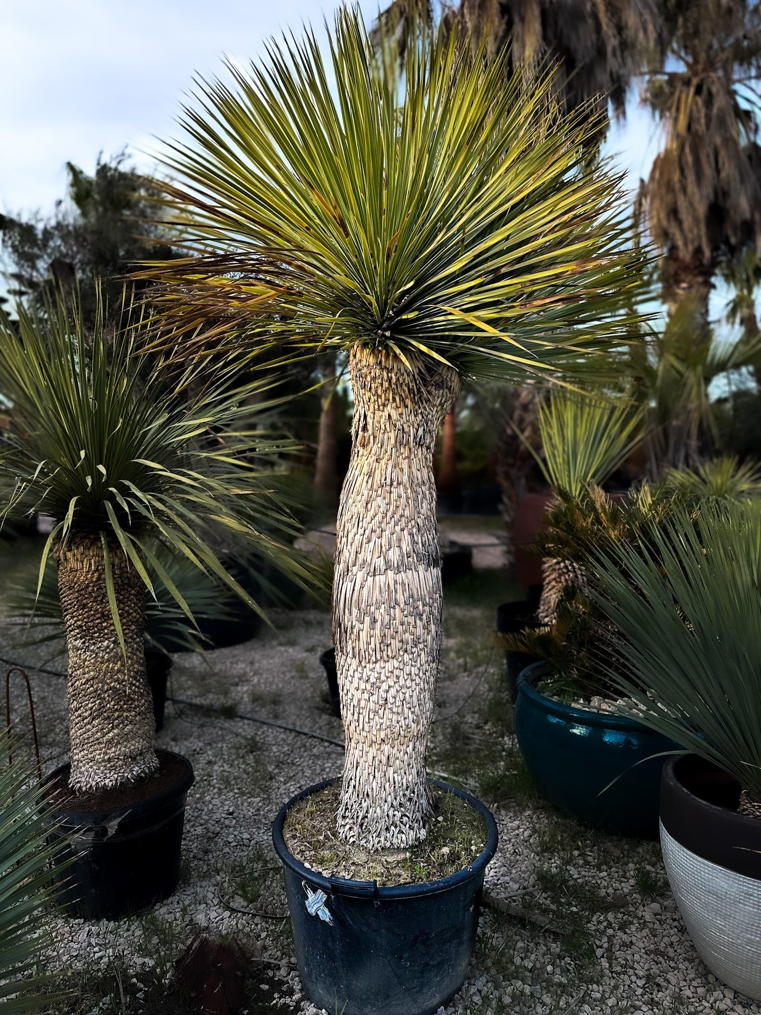 Yucca rostrata centenaire