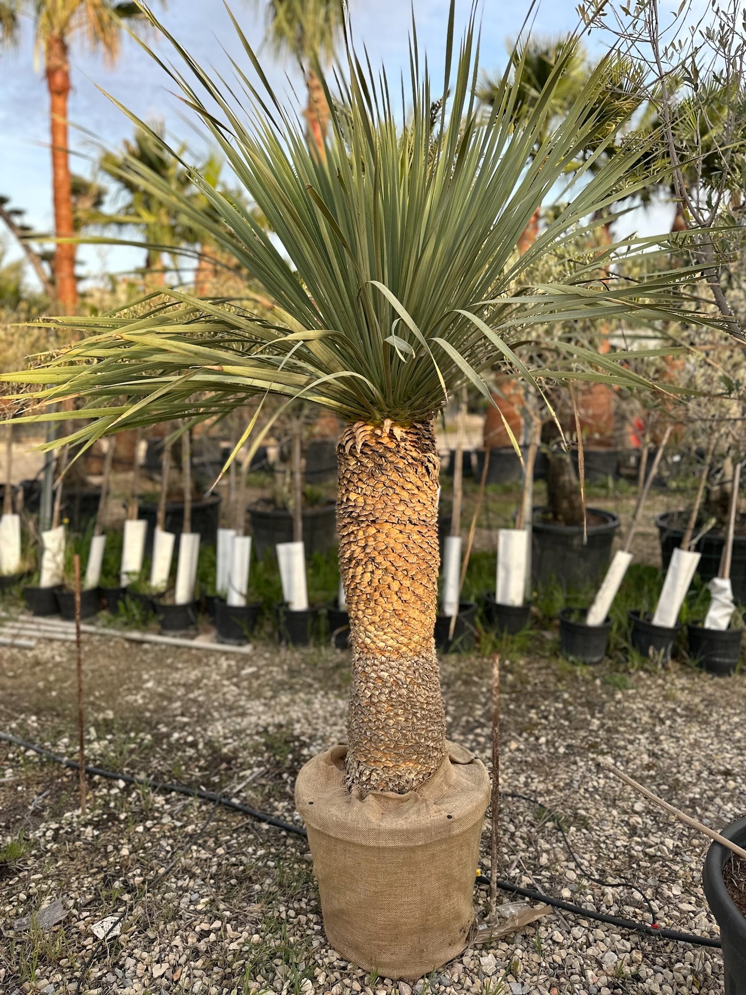 Yucca Rostrata cinquantenaire